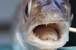 Ceratothoa_steindachneri_ij_01