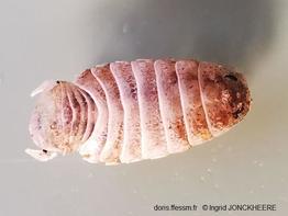 Ceratothoa_steindachneri_ij_02