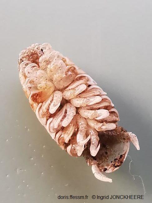 Ceratothoa_steindachneri_ij_03