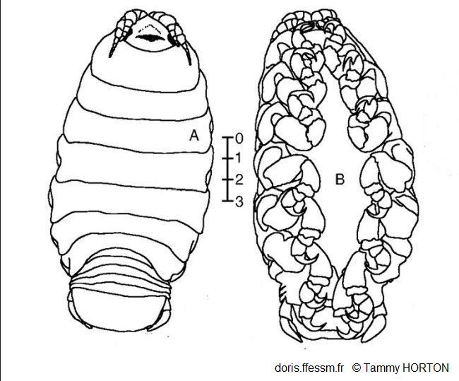 Ceratothoa_steindachneri_th_01