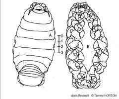 Ceratothoa_steindachneri_th_01