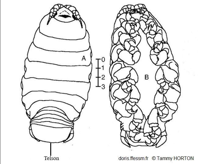 Ceratothoa_steindachneri_th_01