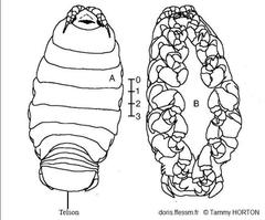 Ceratothoa_steindachneri_th_01