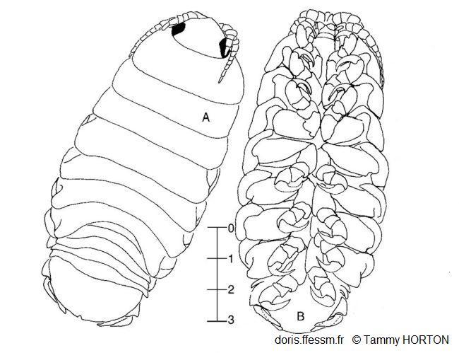 Ceratothoa_steindachneri_th_02