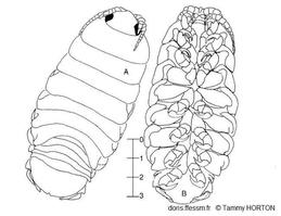 Ceratothoa_steindachneri_th_02