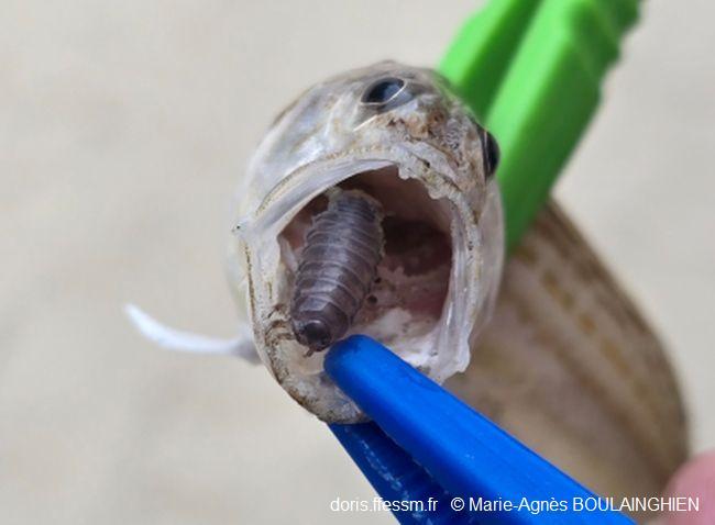 Ceratothoa_steindechneri_mab_01