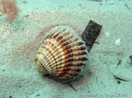 acanthocardia_tuberculata-slb11