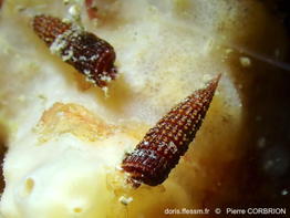 ​Cerithiopsis_tubercularis-pico5
