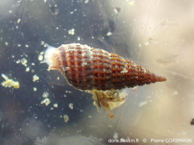 ​Cerithiopsis_tubercularis-pico6