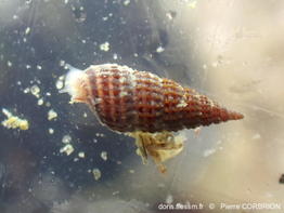 ​Cerithiopsis_tubercularis-pico6