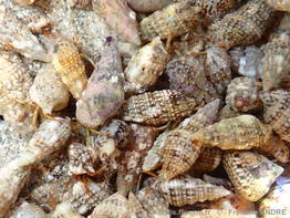 Cerithium_lividulum-fran072