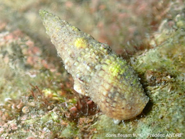 Cerithium_lividulum-fran348