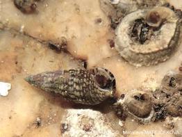 Cerithium_lividulum-mima01