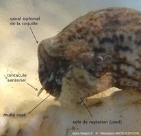 Cerithium_lividulum-mima07b