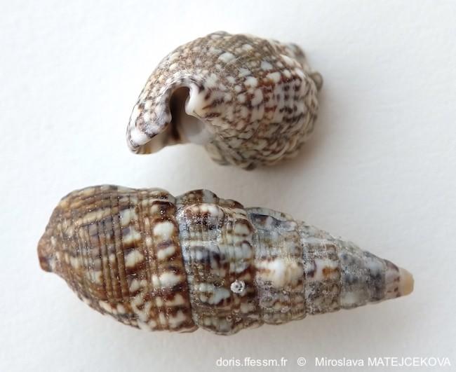 Cerithium_lividulum-mima09