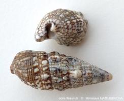 Cerithium_lividulum-mima09