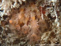 Cervera_atlantica-fran29