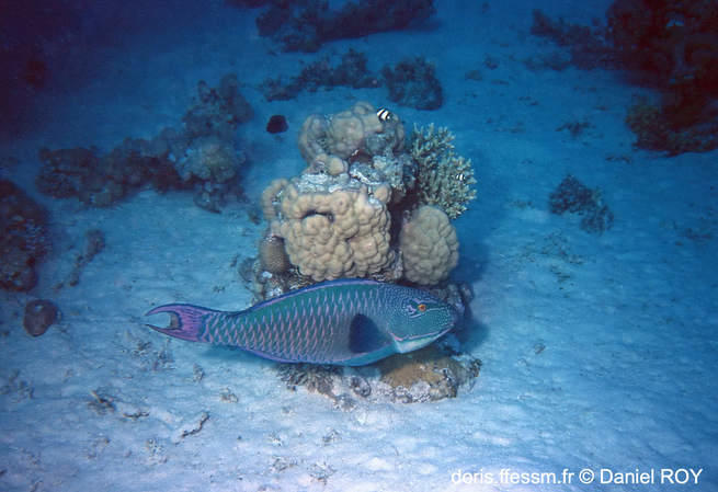 cetoscarus_bicolor-dr01