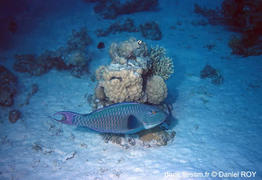 cetoscarus_bicolor-dr01