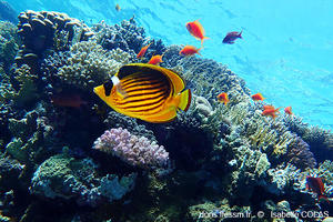 Chaetodon fasciatus-ic1