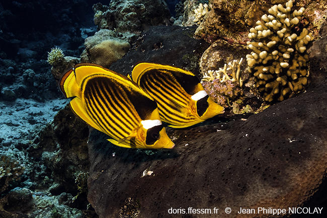 Chaetodon_fasciatus-jpn1