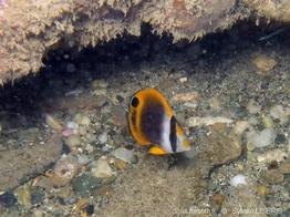 chaetodon_flavirostris-slb2