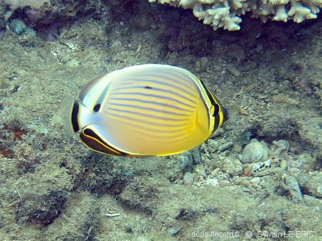Poisson-papillon côtelé du Pacifique