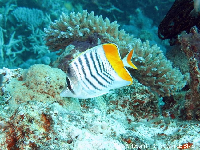 Poisson-papillon de Mertens