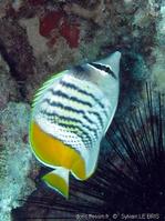 chaetodon_mertensii-slb3