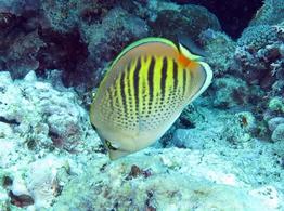 chaetodon_pelewensis-slb1