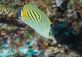 chaetodon_pelewensis-vl1