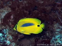 chaetodon_plebeius-slb1