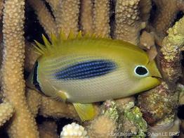 chaetodon_plebeius-slb2