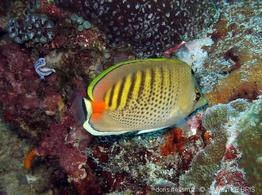chaetodon_punctatofasciatus-vl1