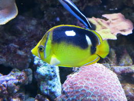 chaetodon_quadrimaculatus-slb