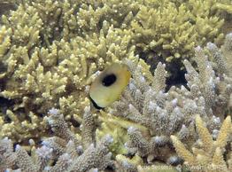chaetodon_speculum-slb5