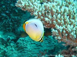 chaetodon_trifasciatus-phbo633