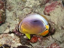 chaetodon_trifasciatus-slb3