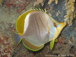 chaetodon_xanthocephalus-slb3