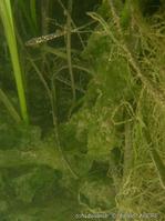 chaetomorpha_linum-fa2
