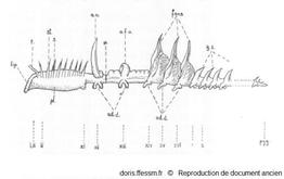 Chaetopterus-BNJ_01