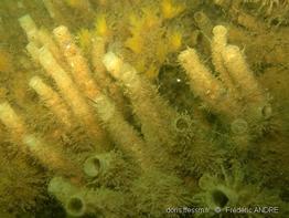 chaetopterus_variopedatus-fa7