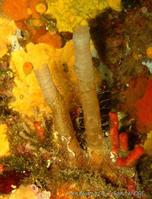 chaetopterus_variopedatus-fa8