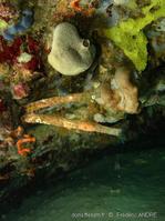 chaetopterus_variopedatus-fran3