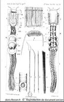 Chaetopterus_variopedatus_JFJ_01