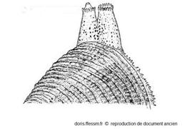 Chamelea-striatula_siiphons_01