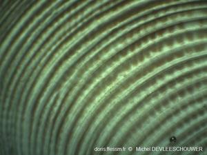 Chamelea_striatula_ md_05