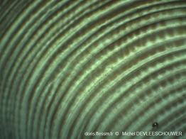 Chamelea_striatula_ md_05