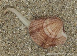 Chamelea_striatula_mc_01
