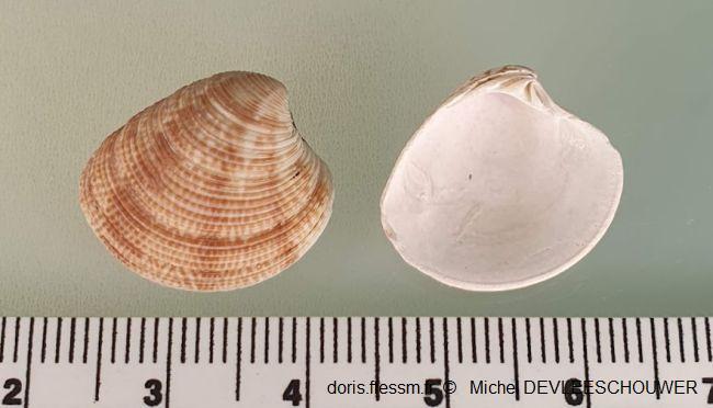 Chamelea_striatula_md_01